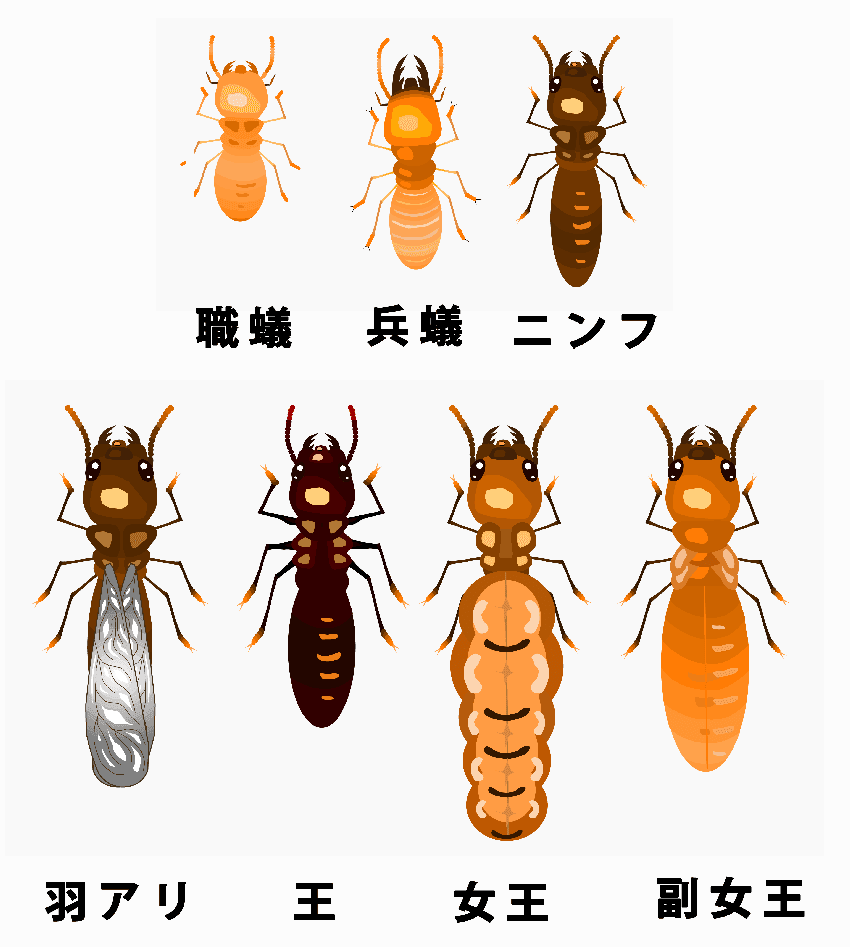 イエシロアリ駆除-ベイト工法