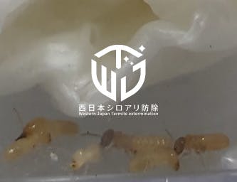 ヤマトシロアリ擬職蟻の階級分化のアイキャッチ画像
