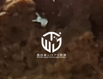 羽アリのその後~産卵・初齢幼虫(シロアリの赤ちゃん)