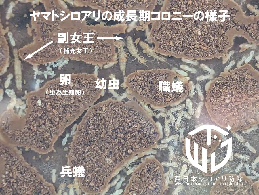 一夫多妻?ヤマトシロアリの成長期コロニーについて
